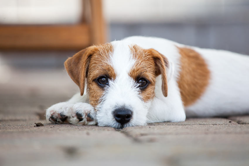 Ein süßer kleiner Terrier liegt draußen auf dem Boden