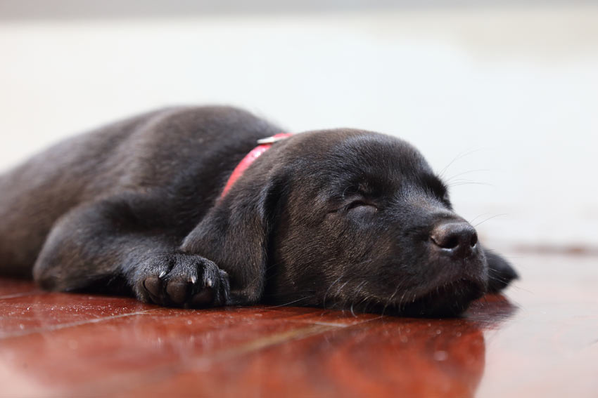 Ein süßer kleiner, schwarzer Labrador hält ein Nickerchen