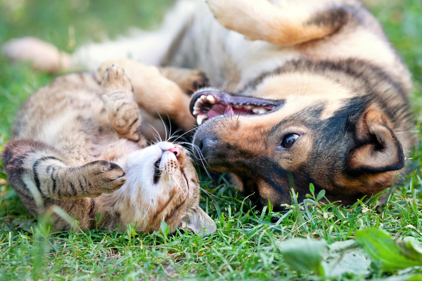 So Stellen Sie Ihrer Katze Einen Hund Vor Den Richtigen