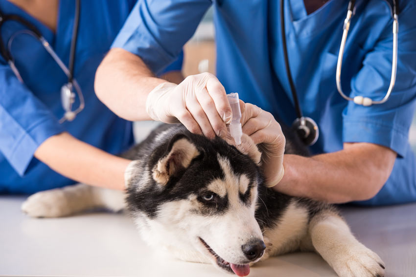 Einem Hund werden Ohrentropfen verabreicht