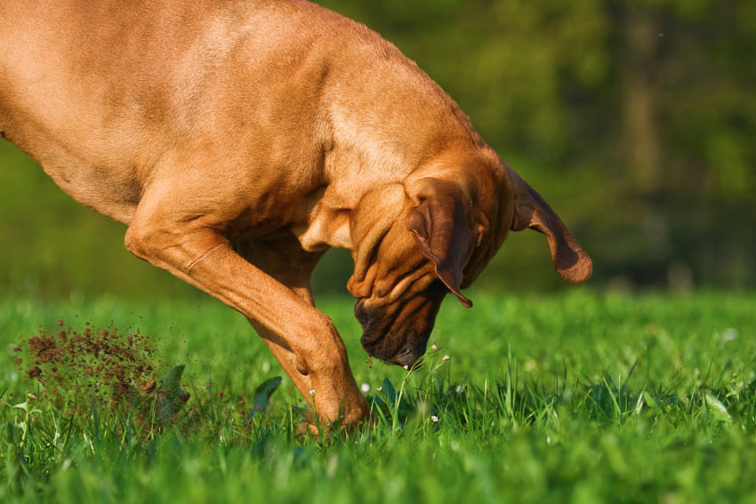 Ein Hund gräbt ein Loch im Garten