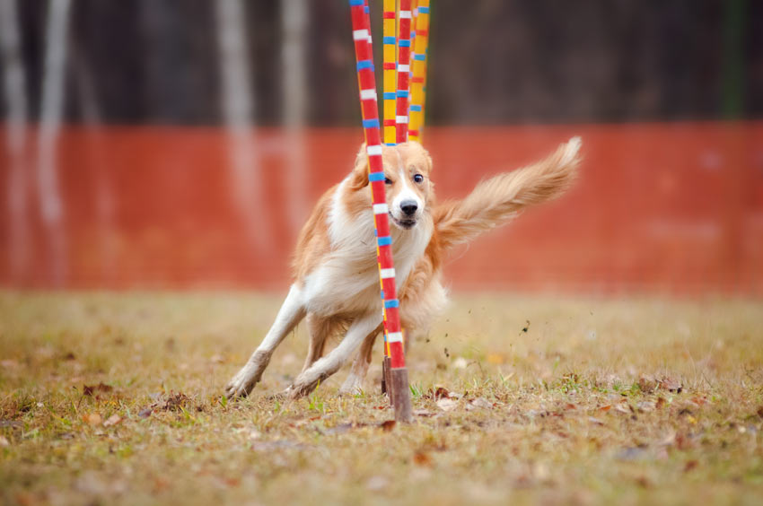 Ein Hund macht schnell wie der Blitz einen Beweglichkeitsparcours