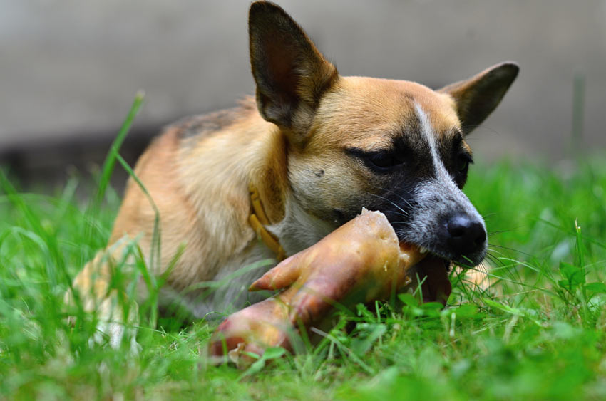 Ein Hund isst einen großen Schweinefuß, den sein Besitzer vom örtlichen Tiergeschäft gekauft hat