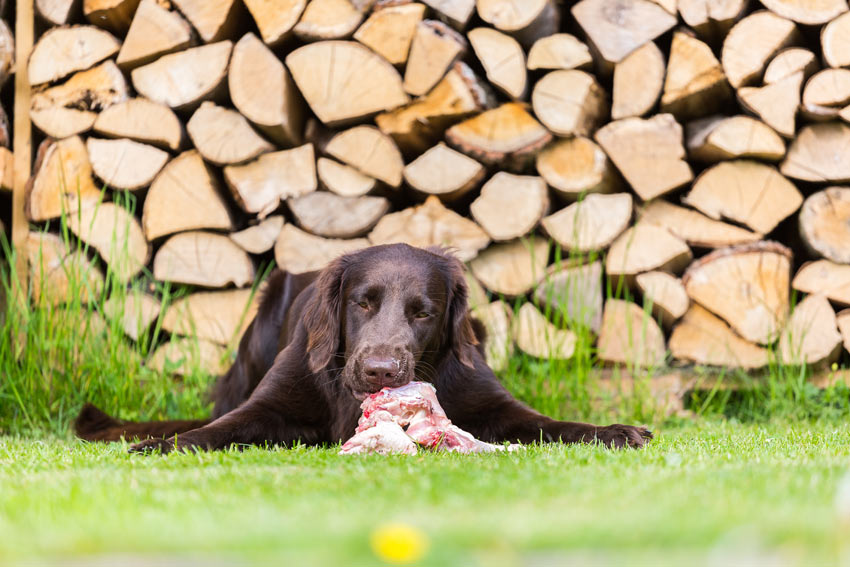 Ein Hund isst rohes Rind, gekauft beim örtlichen Fleischer
