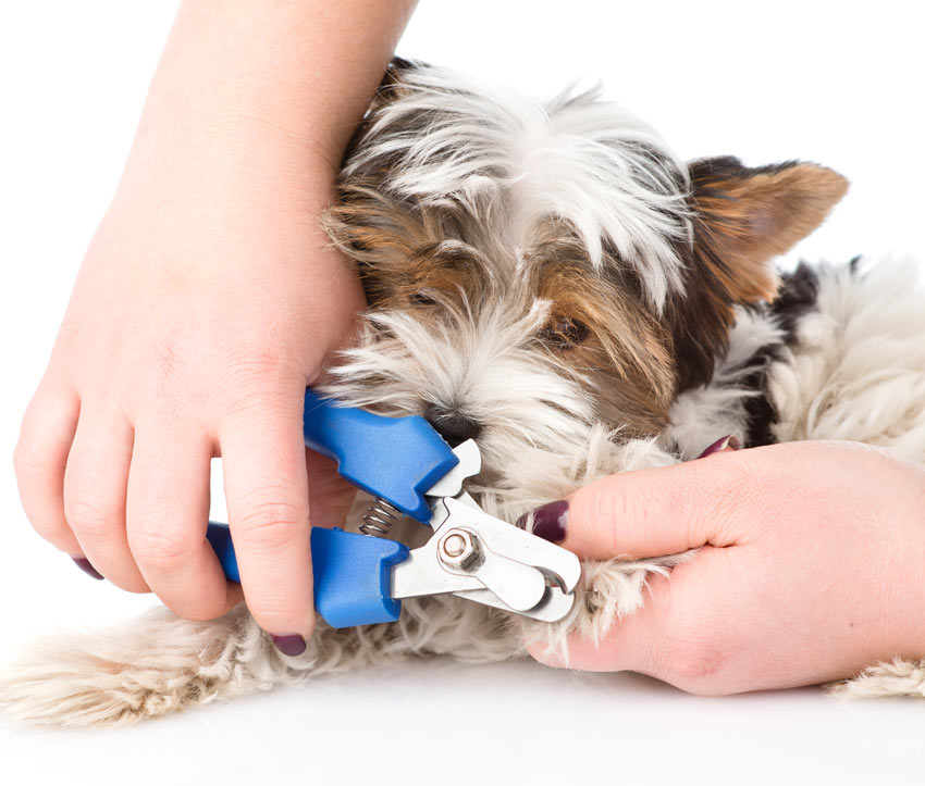 Ein Hund, dem die Nägel mit einem Nagelknipser gekürzt werden