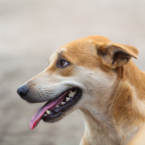 Ein hechelnder Hund