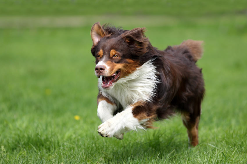 Ein Hund spielt Apportieren und rennt zu seinem Spielzeug