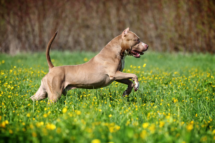 Ein Hund rennt auf einem offenen Feld herum und benutzt seinen unglaublichen Geruchssinn