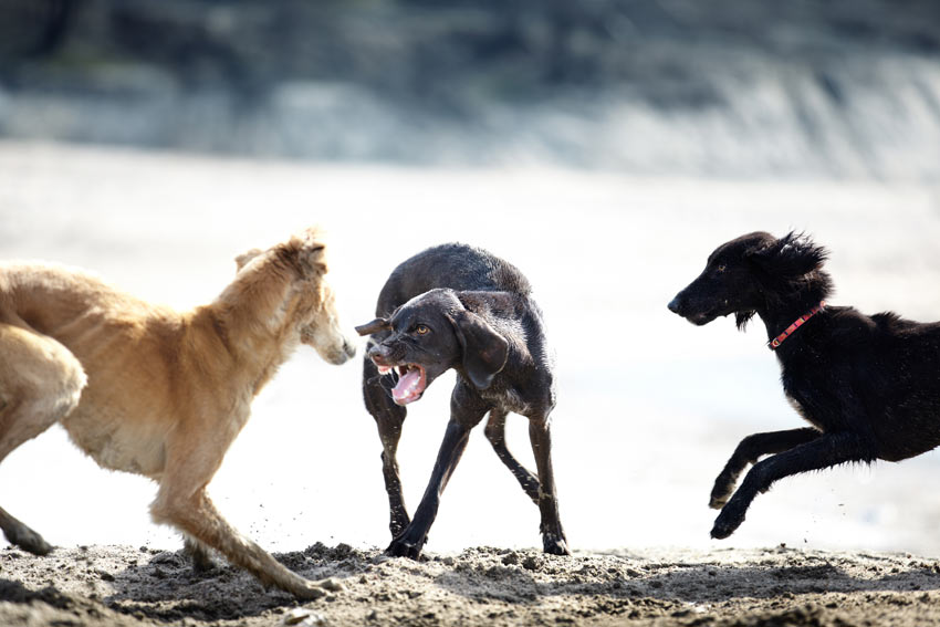 Ein Hund knurrt zwei andere Hunde am Strand an