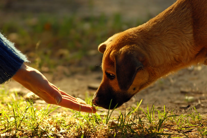 Ein Hund schnüffelt an einem Leckerli
