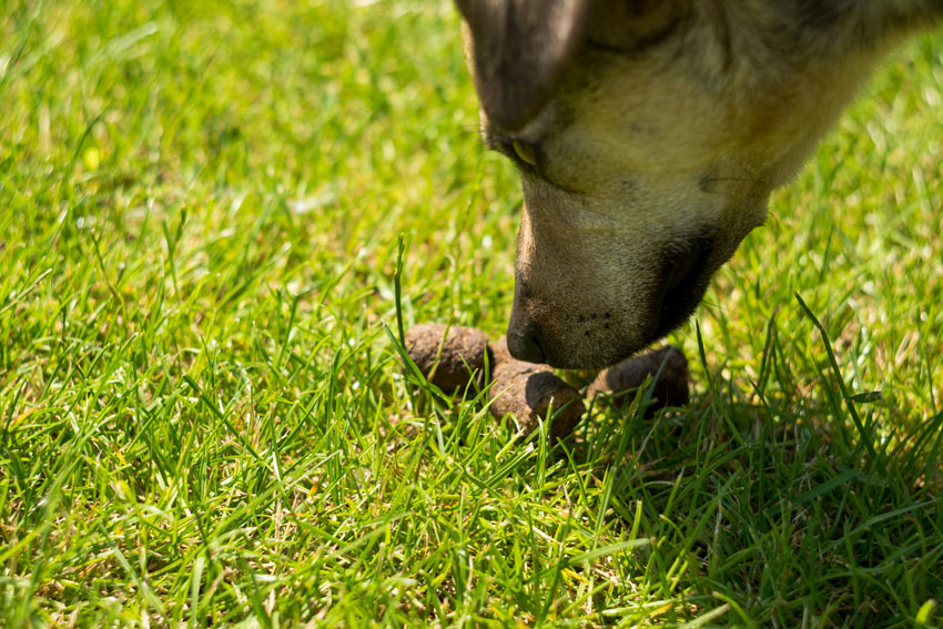 Ein Hund schnüffelt an Hundekot 