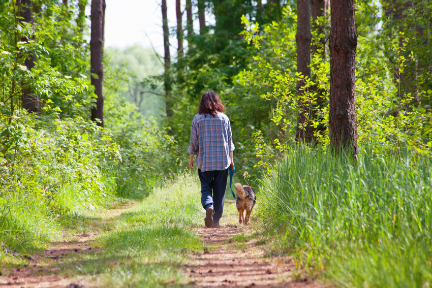 Ein Hund geht im Wald spazieren