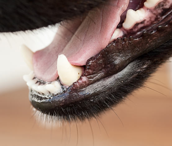 Ein Hund mit einem sauberen und gesunden Maul