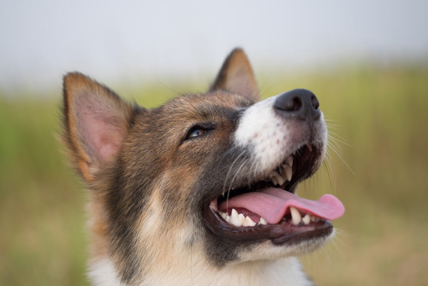 Ein Hund mit einer gesund aussehenden Nase