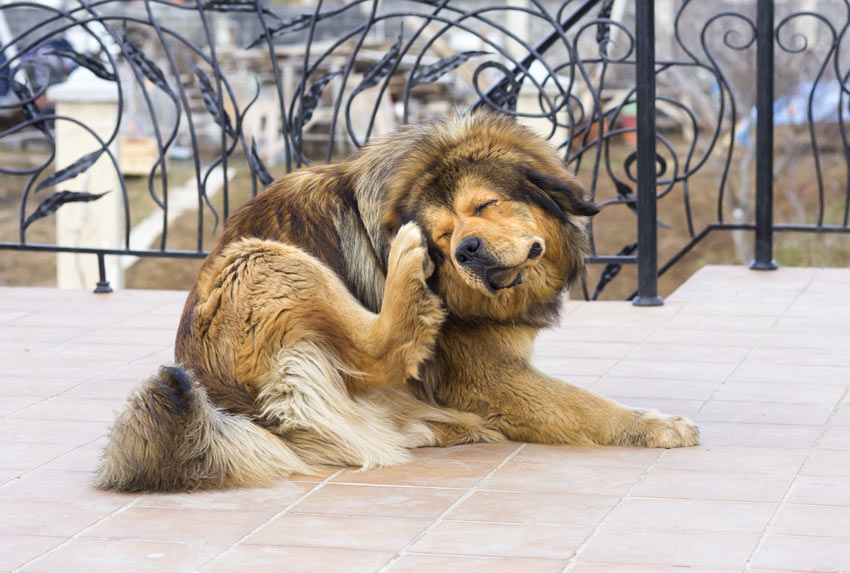 Ein Hund kratzt seinen Kopf auf Grund von Flöhen