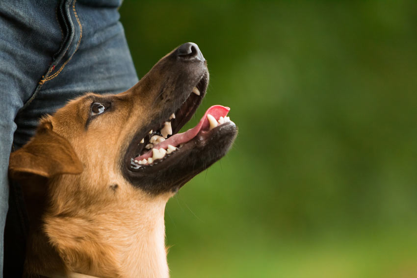 Ein Hund mit gesunden weißen Zähnen