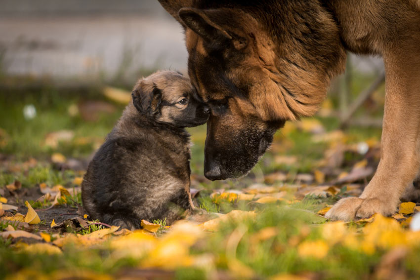 Ein liebevoller Deutscher Schäferhund mit einem  liebenswerten kleinen Welpen