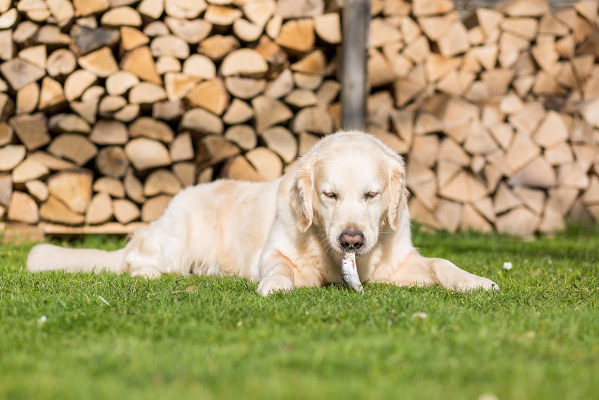 Ein heller Labrador isst einen entgräteten Fisch