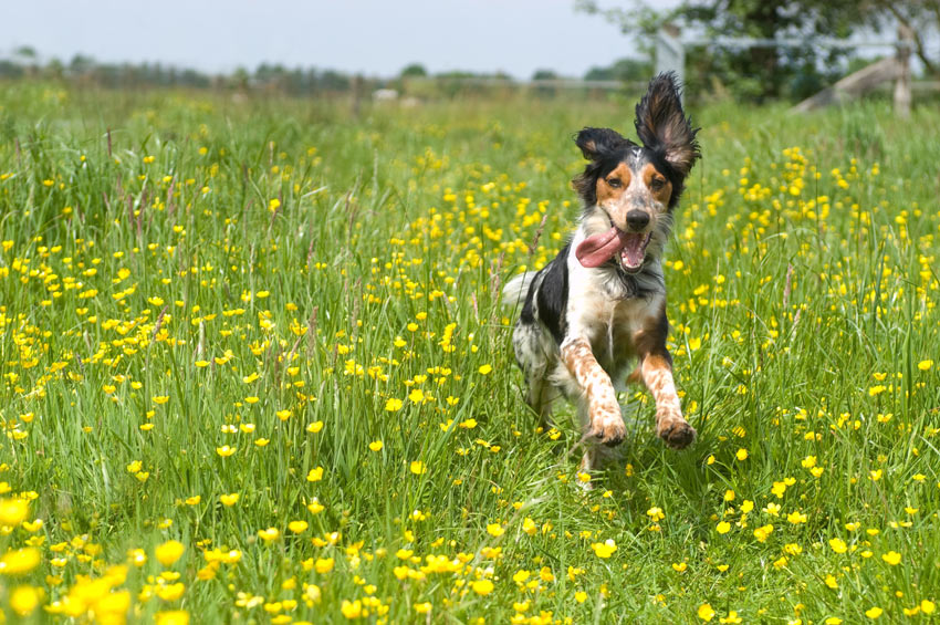 Ein glücklicher Spaniel bekommt einen langen Spaziergang und ist noch voller Energie