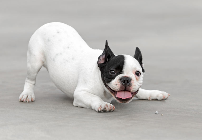 Eine freudige und verspielte Pose eines Hundes