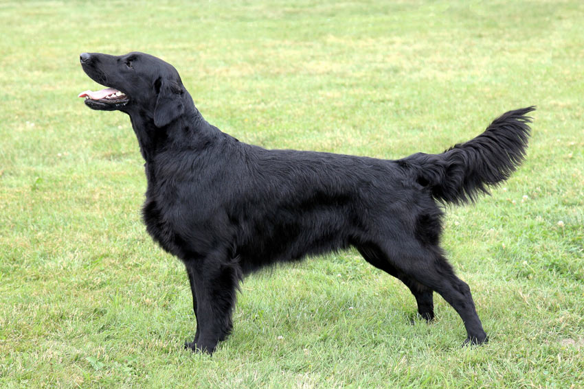 Ein gesunder Flat Coated Retriever mit einem flachen Bauch