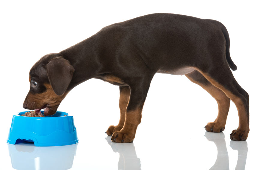 Ein gesunder Pinscher Welpe mit einem flachen Bauch
