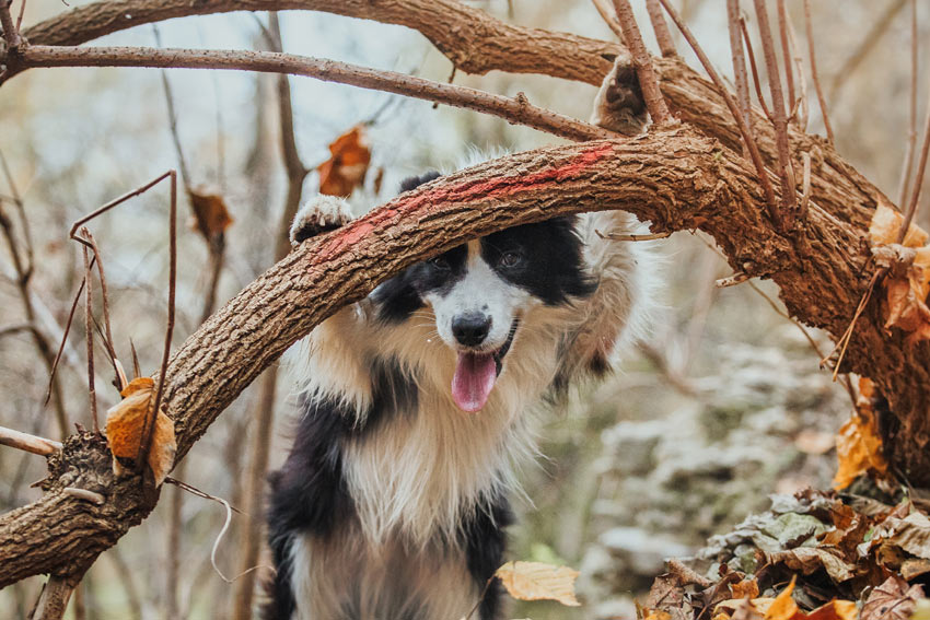 Ein gesunder erwachsener Border Collie auf einem Abenteuer im Wald