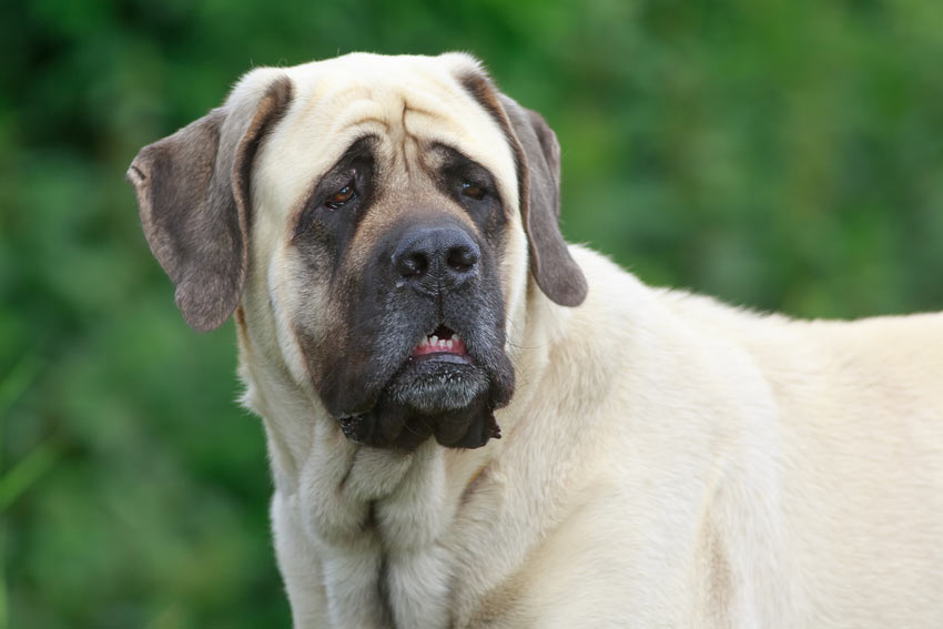 Ein gesunder, erwachsener Mastiff mit einem wundervoll hellen Fell