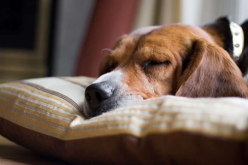 Ein gesunder Hund wird sich langweilen, wenn er daheim alleine gelassen wird