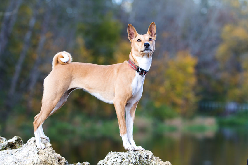 Ein gesunder, junger Basenji mit wunderschönem hypoallergenen Fell