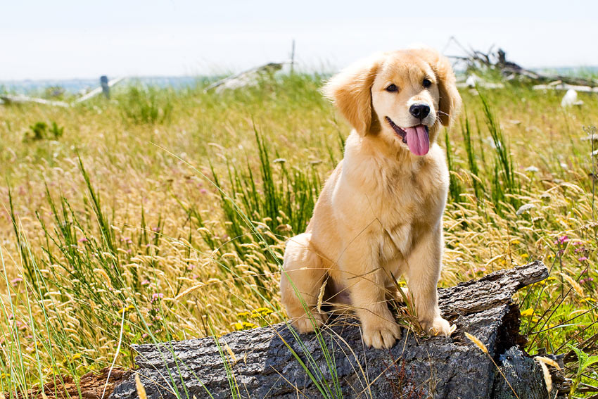 Ein gesunder junger Golden Retreiver Welpe sitzt draußen auf einem Holzblock