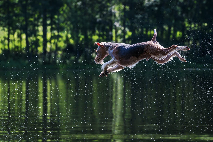 Ein erhitzter Hund kühlt sich durch einen Sprung in einen schönen kalten See ab