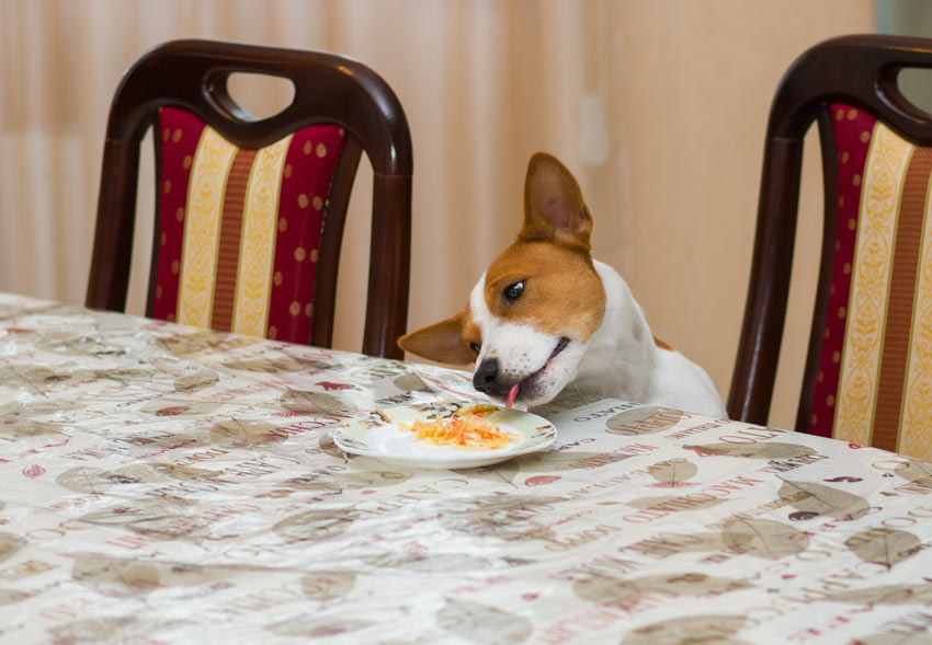 Ein kleiner Jack Russell klaut sich Essen vom Teller 