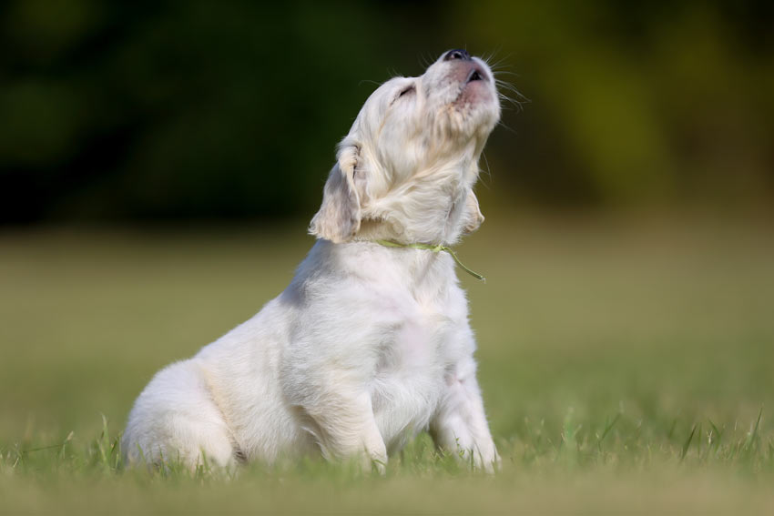 Ein Labradorwelpe, der bellt und heult.