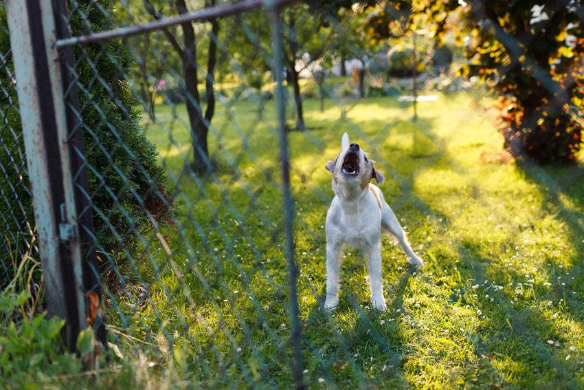 Ein kleiner Terrier bellt auf seinen draußen stehenden Besitzer