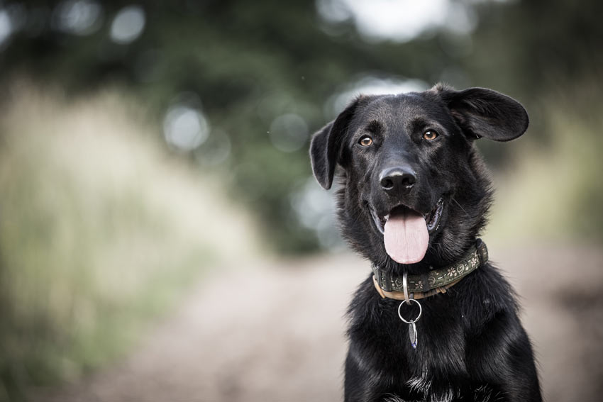 Ein liebenswerter schwarzer Hund trägt ein Halsband mit Hundemarke