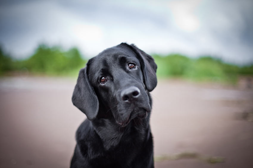 Ein liebenswerter schwarzer Labrador Retriever schaut etwas traurig