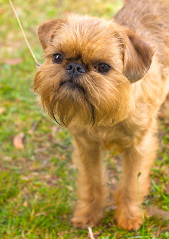 Ein süßer kleiner Griffon Bruxellois mit hypoallergenem Fell
