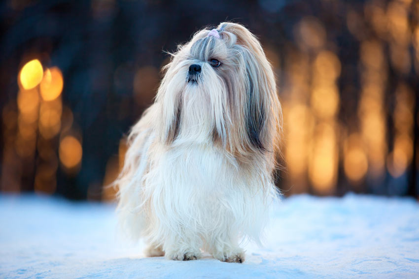 Ein liebenswerter kleiner Shih Tzu mit wundervollem langen Fell