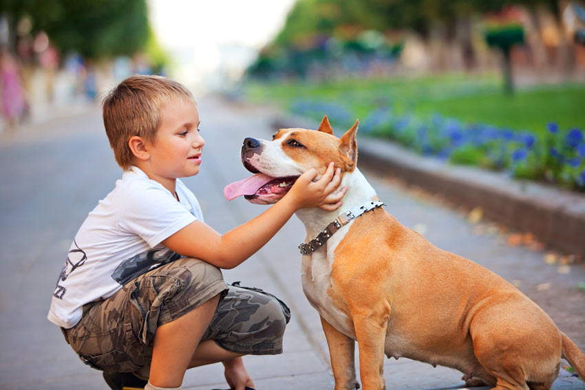 Ein liebenswerter kleiner Hund sitzt vor einem Junge