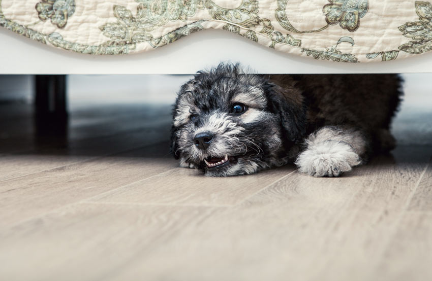Ein liebenswerter junger Hund spielt im Haus und knurrt unterm Bett