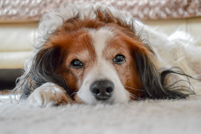 Ein liebenswerter junger Spaniel ruht seinen Kopf auf dem Teppich aus