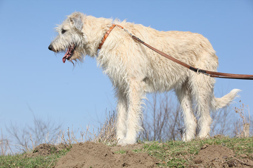 Ein prachtvoller, riesiger Irischer Wolfshund