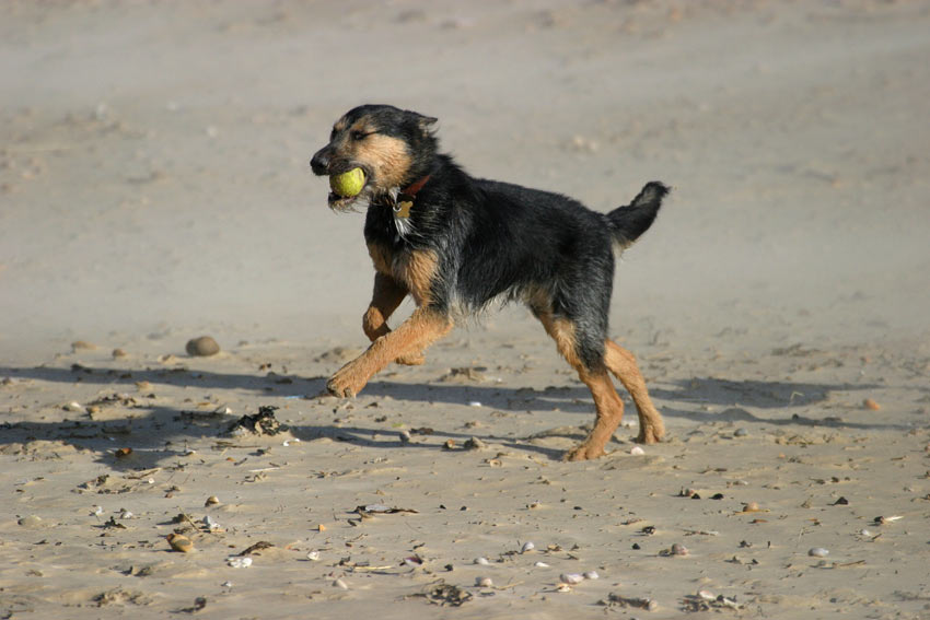 Ein Mischling beim Spielen am Strand