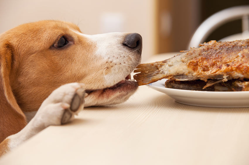 Ein ungezogener Beagle stiehlt etwas vom Abendessenstisch