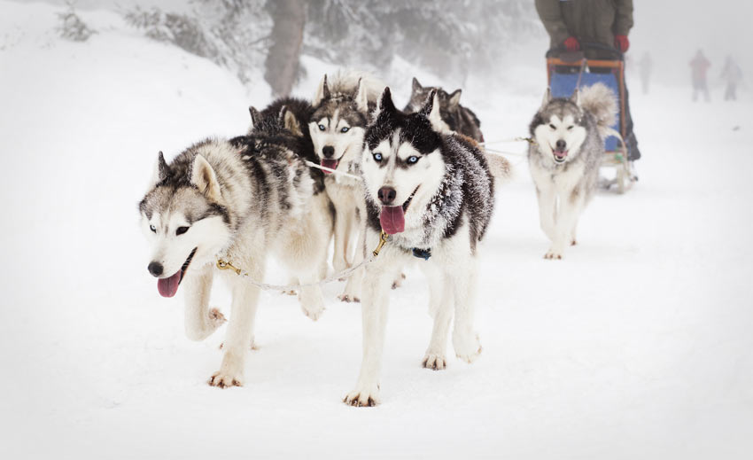 Ein Rudel Siberian Huskies ziehen ganz natürlich