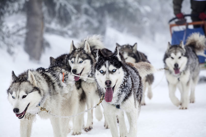 Ein Rudel Siberian Huskies ziehen einen Schlitten