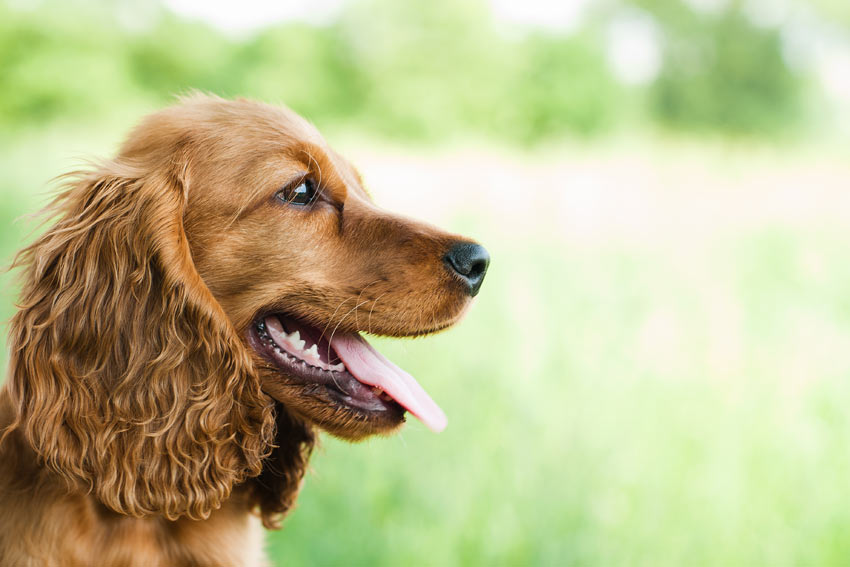 Ein Portrait eines wunderschönen braunen Cocker Spaniels