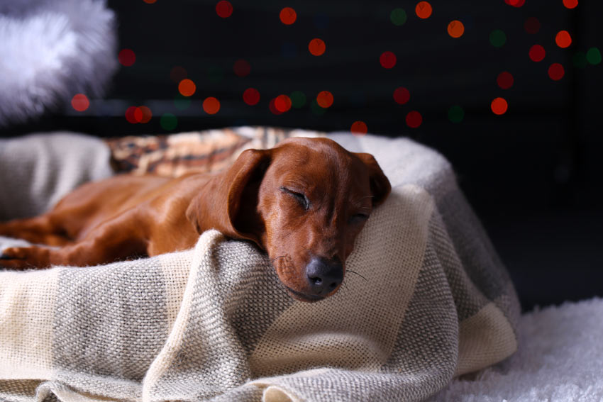 Ein kleiner Hund ruht sich nach einer Operation aus