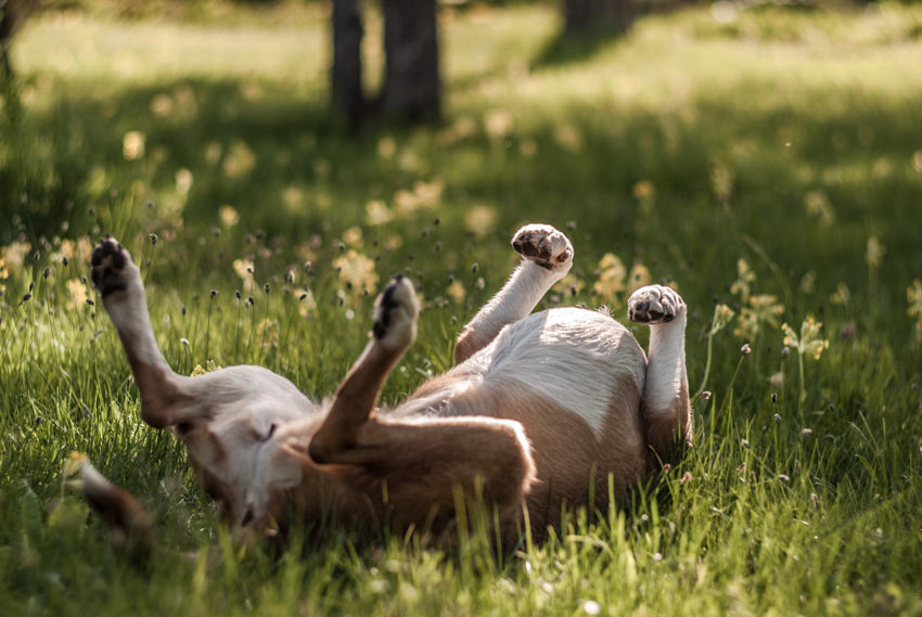 Ein sehr glücklicher Hund rollt in der Sonne auf dem Gras herum